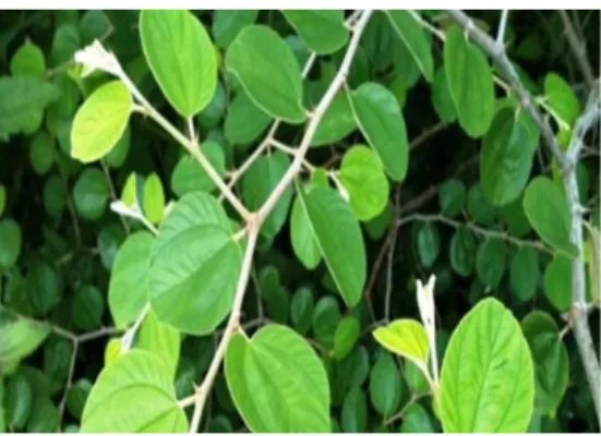 Gambar 1. Tumbuhan daun bidara  (Sumber : https://bit.ly/3cmsheA)  1.  Klasifikasi Tumbuhan 