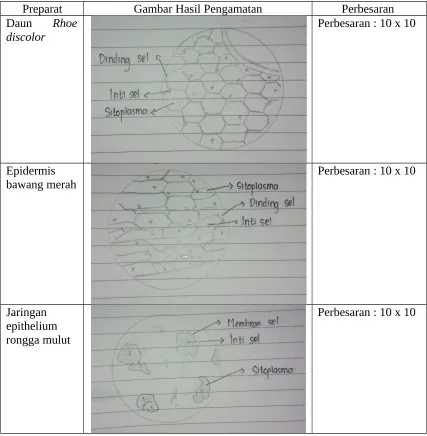 Gambar Hasil Pengamatan