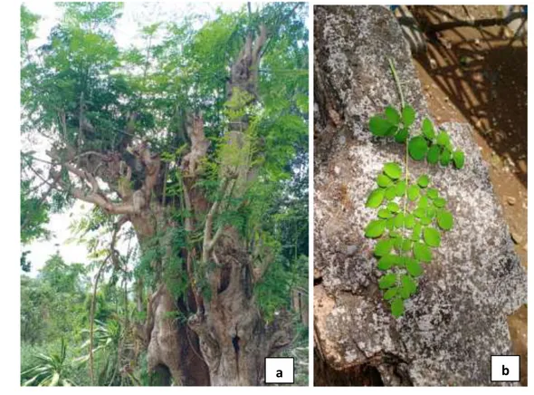 Gambar 1. Perawakan Moringa oleifera (a); Daun Moringa oleifera (b) 