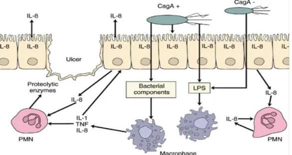 Gambar 2.3 Imunopatogenesis infeksi H. pylori   Dikutip dari: (Niu et al., 2020) 