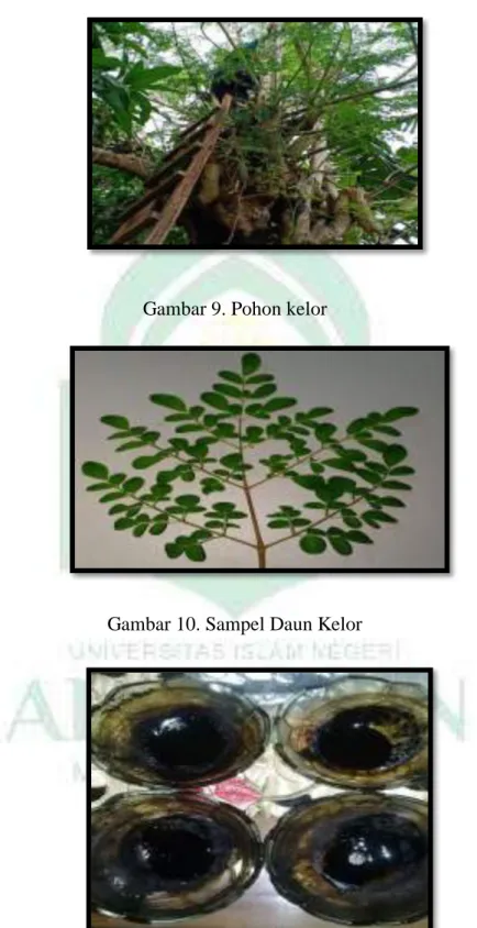 Gambar 9. Pohon kelor