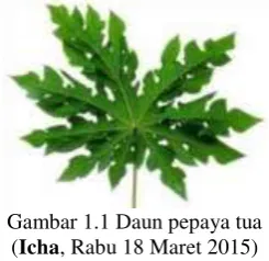Gambar 1.1 Daun pepaya tua 