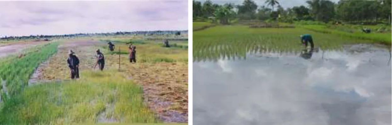 Gambar  3.  (kiri)  Persiapan  lahan  dilakukan  dengan  menggunakan  alat  yang  disebut  tajak,  gulma  ditebas  pada  permukaan  tanah  dan  selanjutnya  dibiarkan  mengambang  dipermukaan  air  sampai  terdekomposisi;  (kanan)  Penanaman  (pindah  tana