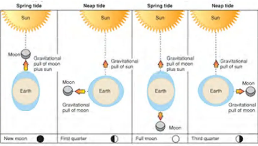 Gambar 2.1 Pengaruh Bulan dan Matahari Terhadap Pasang Surut  (Sumber: Garrison , 1998) 