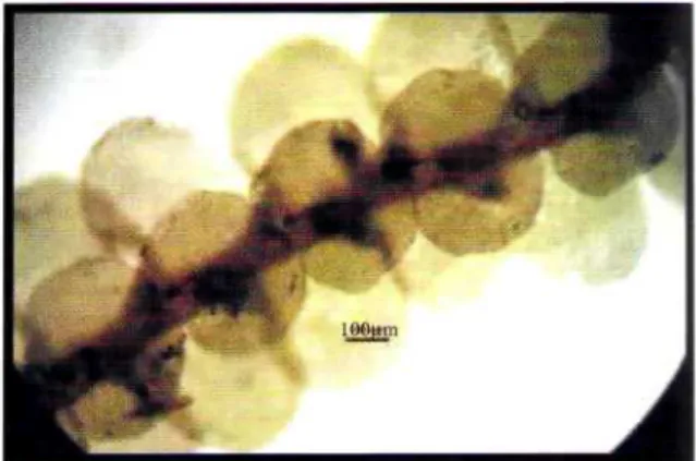 Foto 11. Leptolejeunea maculata, foto: I. Haerida no Foto 12. Lopholejeunea subfusca, foto: I