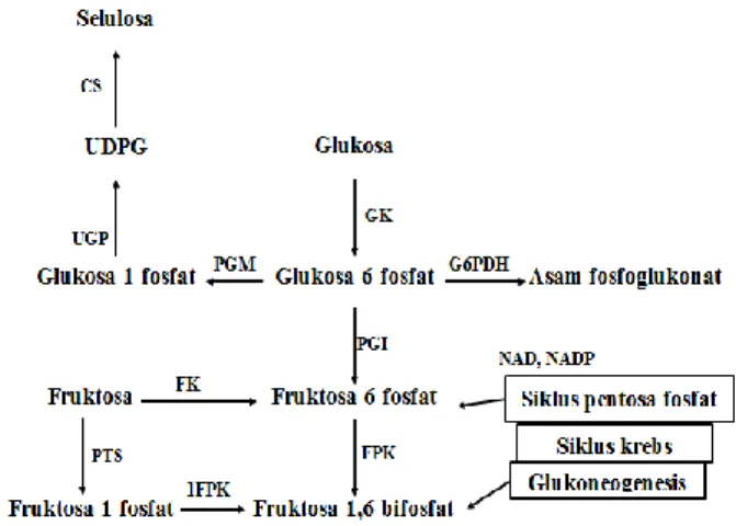 Gambar 2. Biosintesis Selulosa Mikroba 