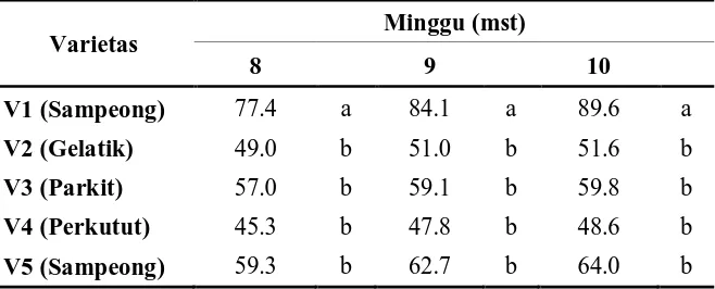 Tabel 1. Rataan tinggi tanaman (cm) 8 – 10 mst 