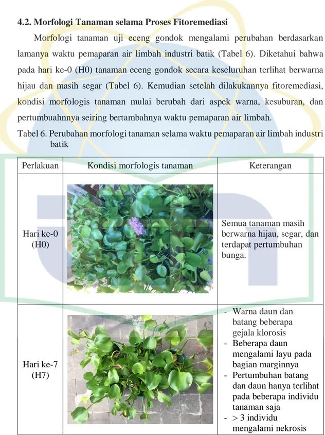 Tabel 6. Perubahan morfologi tanaman selama waktu pemaparan air limbah industri  batik 