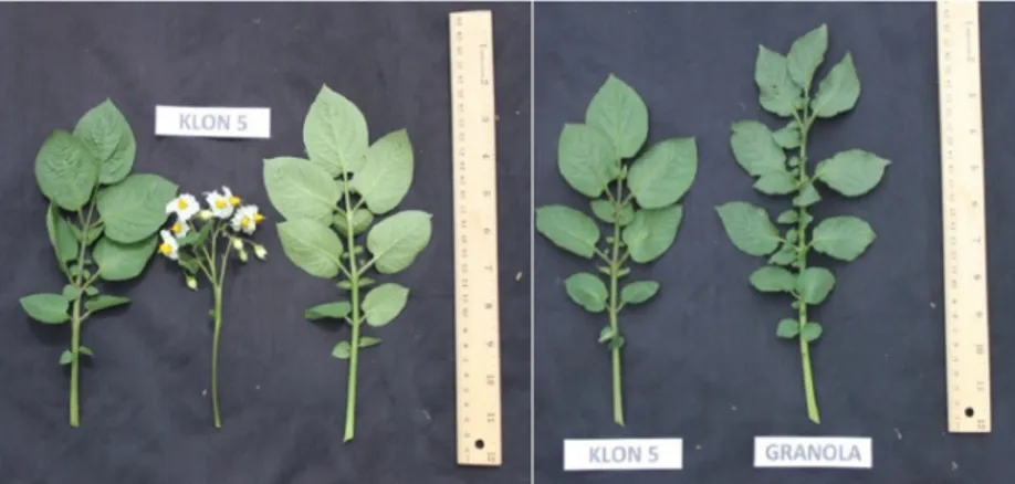 Gambar 4.   Morfologi daun dan bunga klon 5 (kiri), perbedaan daun klon 5 dan Granola (kanan) [Leaf  and flower morphology of clone 5 (left), the different of leaf between clone 5 and Granola (right)]