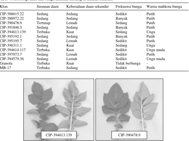 Tabel 4. Morfologi daun dan bunga tanaman kentang di dataran medium. 