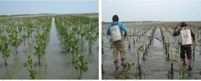 Gambar 1 Pertumbuhan mangrove dengan teknik  penanaman multiplanting (Foto: Oni 2009)