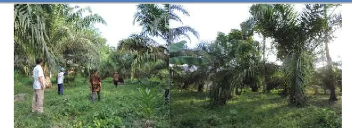 Gambar 7. Anggota  Pengabdian  dan  Anggota  Kelompok  Tani  Sedang  Melakukan Survey  Lokasi  Pembuatan  Demplot  Agroforestry  Tembesu  Berbasis  Kelapa Sawit