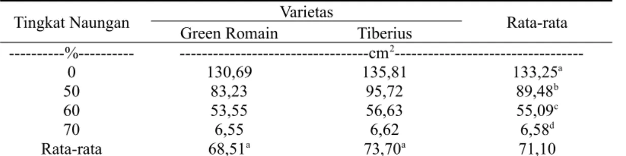 Tabel 4 menunjukkan antara selada varietas Tiberius dan varietas Green Romain tidak berbeda nyata pada luas daun tanaman