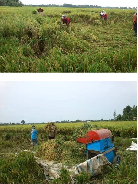 Gambar 2. Pengangkutan padi kea lat perontok padi (threser) 