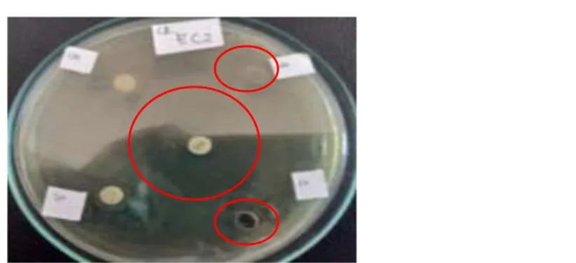 Gambar 8. Zona hambat BAL isolat cairan rumen terhadap Escherichia coli  Keterangan  :  1=CakramAntibiotik,  2=  Sumur  +  Filtrat  BAL,3=  Sumur  +  