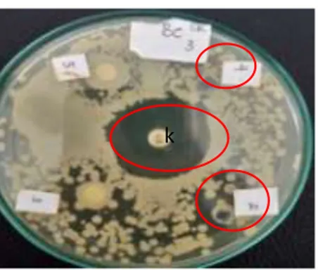 Gambar 6. Zona hambat  BAL isolat cairan rumen terhadap Bacillus cereus  Aktivitas  daya  hambat  antibiotik  kloramfenikol  terhadap  bakteri  Bacillus 