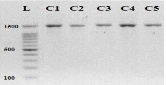 Gambar 1. Visualisasi hasil amplifikasi gen 16S rRNA isolat BAL cincalok.  Figure 1. Visualization of 16S rRNA gene amplicon of LAB cincalok isolates