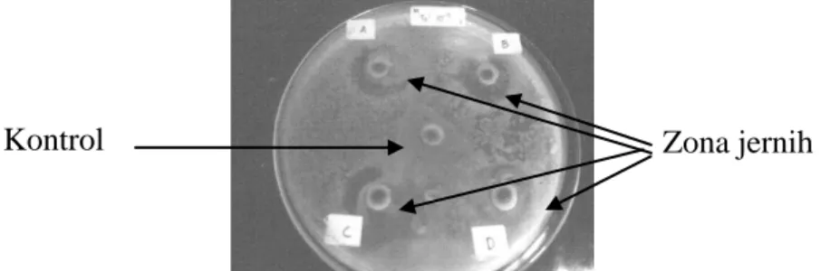 Gambar 1. Zona hambat bakteri asam laktat terhadap Morganella morganiiZona jernih Kontrol 