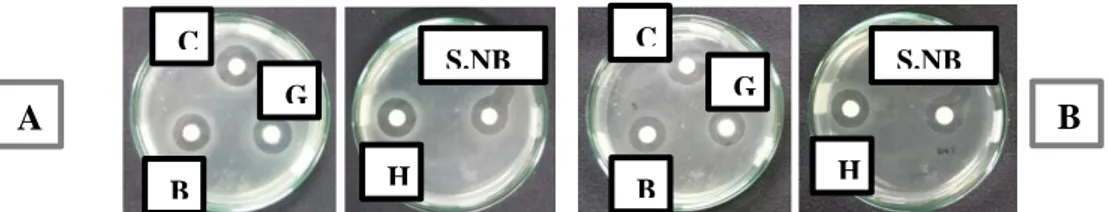 Gambar 4. Hasil pengamatan uji daya hambat terhadap Vibrio parahaemolyticus  setelah inkubasi 1 x 24 jam (A) dan 2 x 24 jam (B) 