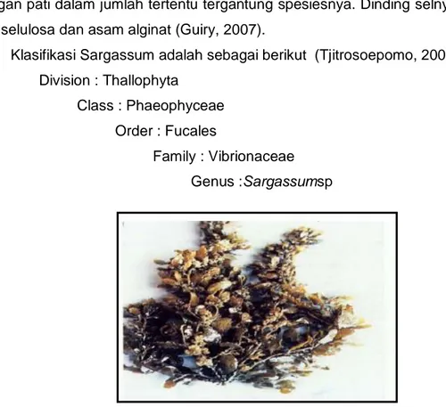 Gambar 4.Morfologi Sargassum sp.Sumber: Kadi (2010). 