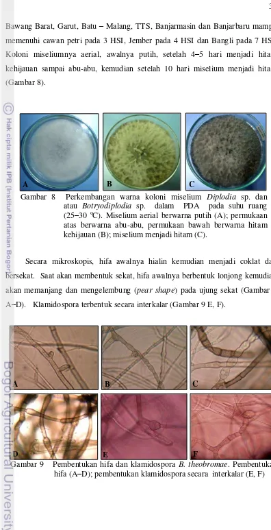 Gambar 8  Perkembangan warna koloni miselium Diplodia sp. dan            