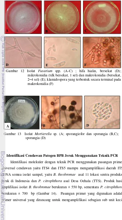 Gambar 12 Isolat Fusarium spp. (A-C) ; hifa hialin, bersekat (D);   