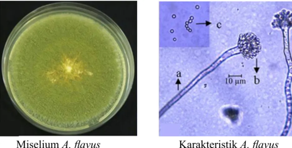 Gambar 1 Karakter morfologi dan mikroskopis A.  flavus.  a,  Konidiofor;  b,  Konidium  pada  kolumela; dan c, Konidium.