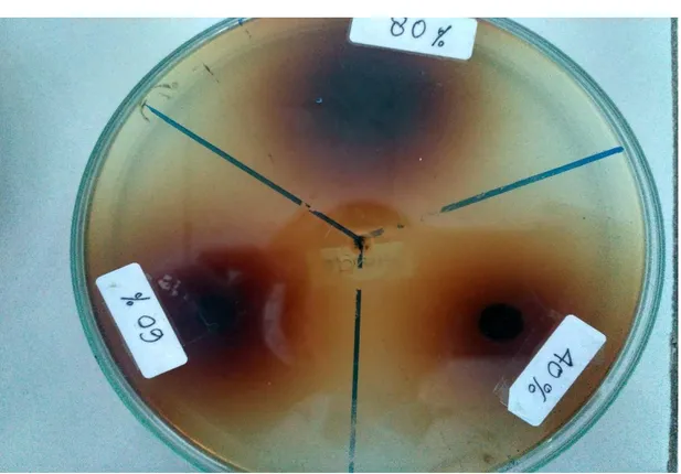 Gambar  5.  Hasil  uji  aktivitas  antibakteri  ekstrak  metanol  daun  iler  (Coleus 