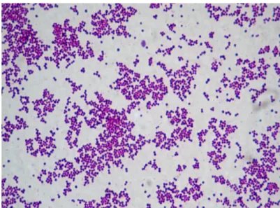 Gambar 1. Koloni Staphylococcus aureus 