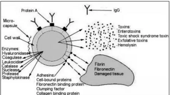 Gambar 2. Faktor virulensi Staphylococcus aureus 