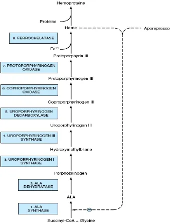 Gambar 2.2. Biosintesis hemoglobin (Murray et al, 2003) 