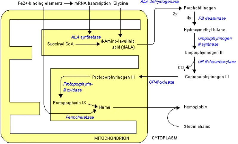Gambar 2.3. Biosintesis hemoglobin (Murray et al, 2003) 