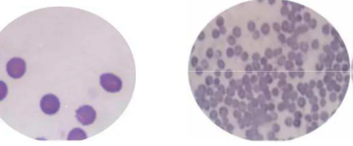 Gambar 2.4. Gambaran eritrosit normal pada mencit dengan pulasan Giemsa 