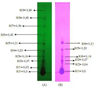 Gambar  5.  Profil  Kromatografi  Lapis  Tipis  ekstrak etanol daun beluntas dengan  fase  diam  Silica  Gel  GF  60  F 254