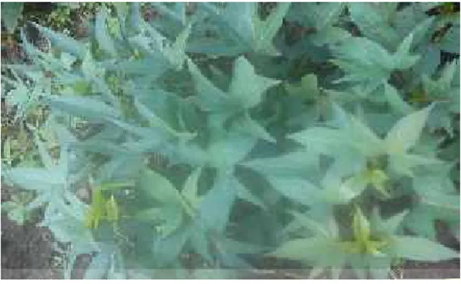 Gambar 1. Foto tanaman Daun Ubi Jalar Ungu (Ipomoea batatas Var Ayamurasaki).