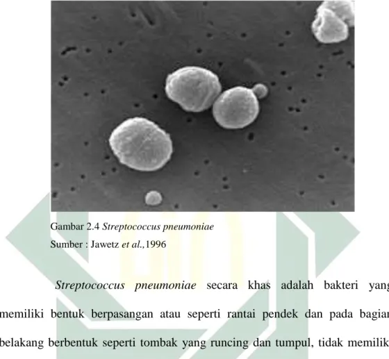 Gambar 2.4 Streptococcus pneumoniae Sumber : Jawetz et al.,1996 