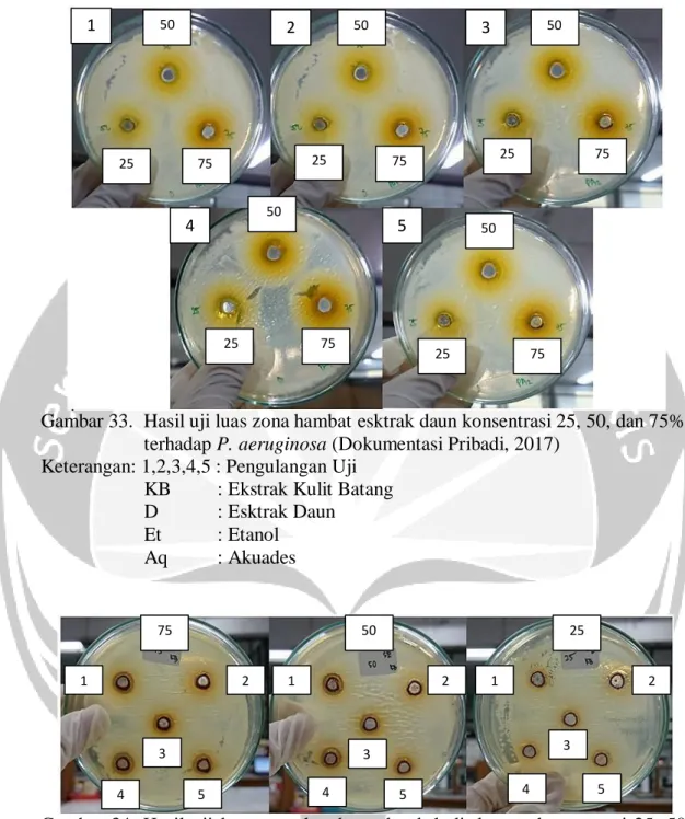 Gambar 33.  Hasil uji luas zona hambat esktrak daun konsentrasi 25, 50, dan 75%  terhadap P