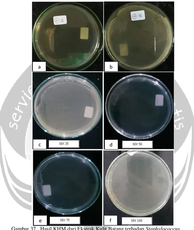Gambar 37 . Hasil KHM dari Ekstrak Kulit Batang terhadap Staphylococcus 