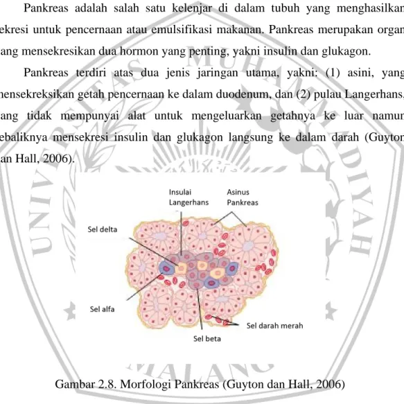 Gambar 2.8. Morfologi Pankreas (Guyton dan Hall, 2006)