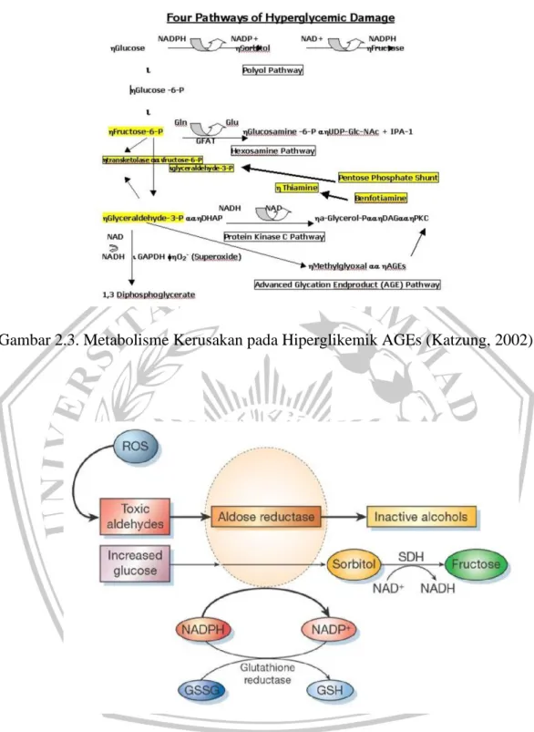 Gambar 2.3. Metabolisme Kerusakan pada Hiperglikemik AGEs (Katzung, 2002) 