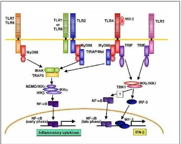 Gambar 2.7 Peran TLR 2 dan TLR4 dalam menjembatani sistem imunitas innate ke sistem imunitas adaptif (Hart dkk., 2008) 