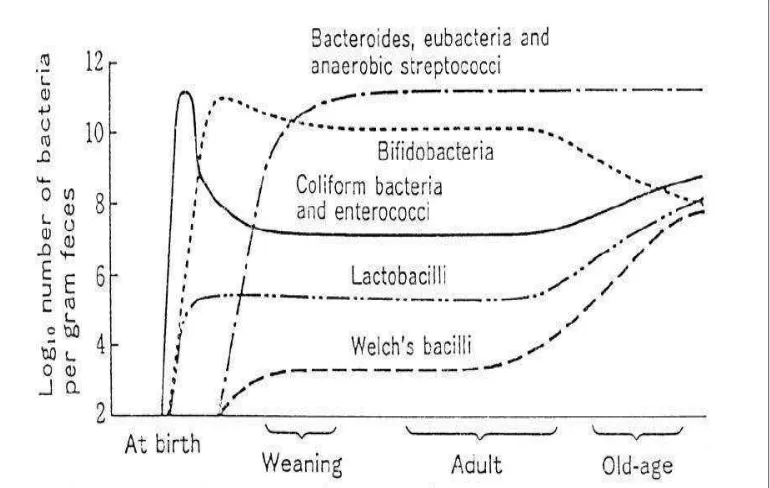 Gambar 2.8 Perubahan komposisi ekosistem saluran pencernaan sesuai dengan pertambahan usia (Ishibashi dkk, 1997) 