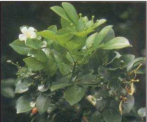 Gambar 4. Tanaman Kemuning ( Murraya paniculata           (L) Jack)14  