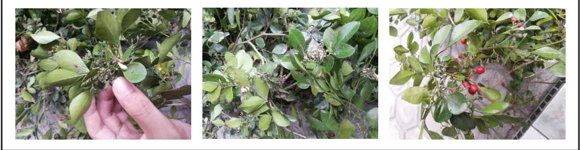 Gambar 5 . Tumbuhan kemuning yang didapat (kiri: bunga, tengah: daun dan batang, 