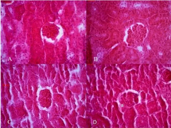 Gambar 1. Foto mikroskopis ginjal mencit perlakuan kontrol; A. 0 hari, B. 7 hari, C. 14 hari dan  D