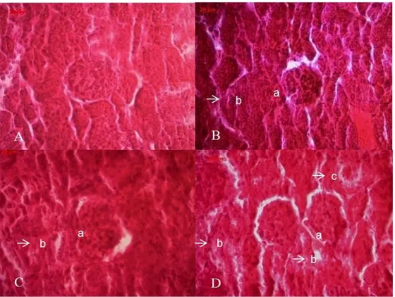 Gambar 2. Foto mikroskopis ginjal mencit perlakuan dosis 3.5  mg/g BB; A. 0 hari, B. 7 hari,  C