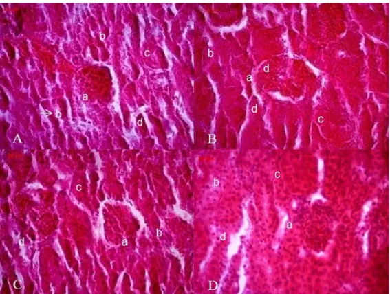 Gambar 4. Foto mikroskopis ginjal mencit perlakuan kontrol dosis 14  mg/g BB; A. 0 hari, B