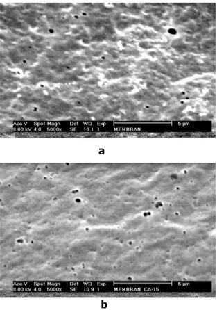 Gambar 4   Hasil SEM pada permukaan datar dari: (a) membrane CA-12  (b)    membrane CA-15 