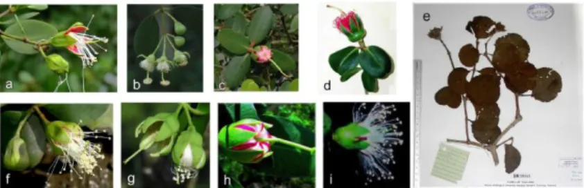 Gambar 2.1 Jenis-jenis bunga pada Genus Sonneratia : (a) Sonneratia  alba. (b) S. apetala