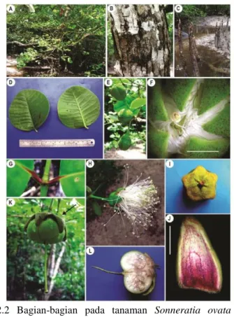 Gambar  2.2  Bagian-bagian  pada  tanaman  Sonneratia  ovata  Backer     (Goutham-Bharathi dkk., 2012) 